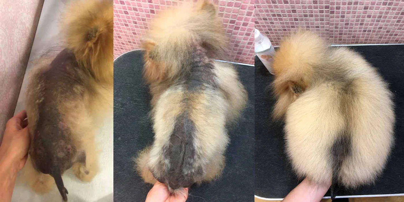 Pomeranian with Alopecia X — belly and back regrowth over 16 weeks of BSD Recovery protocol