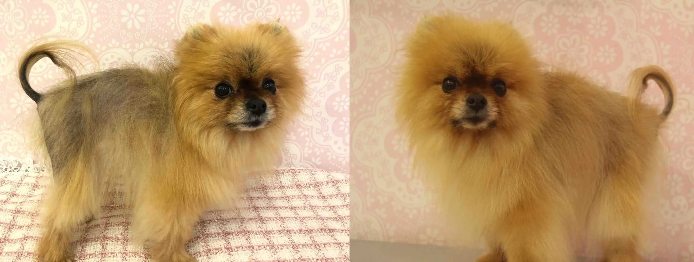 Pomeranian body coat full transformation
