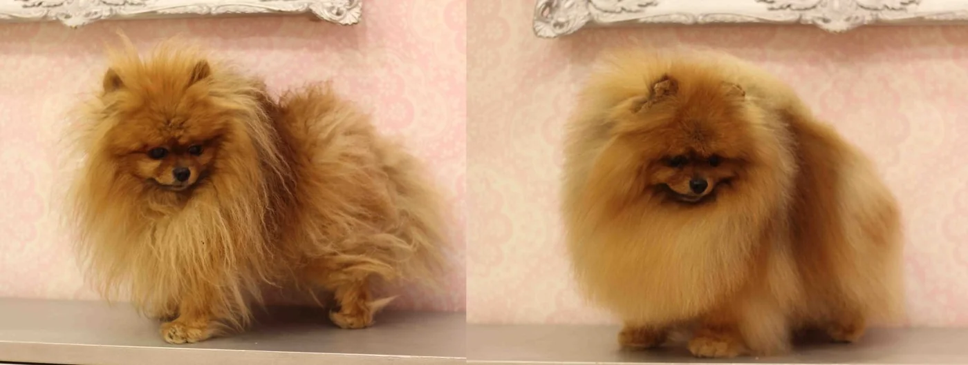 Pomeranian coat transformation — sparse to voluminous