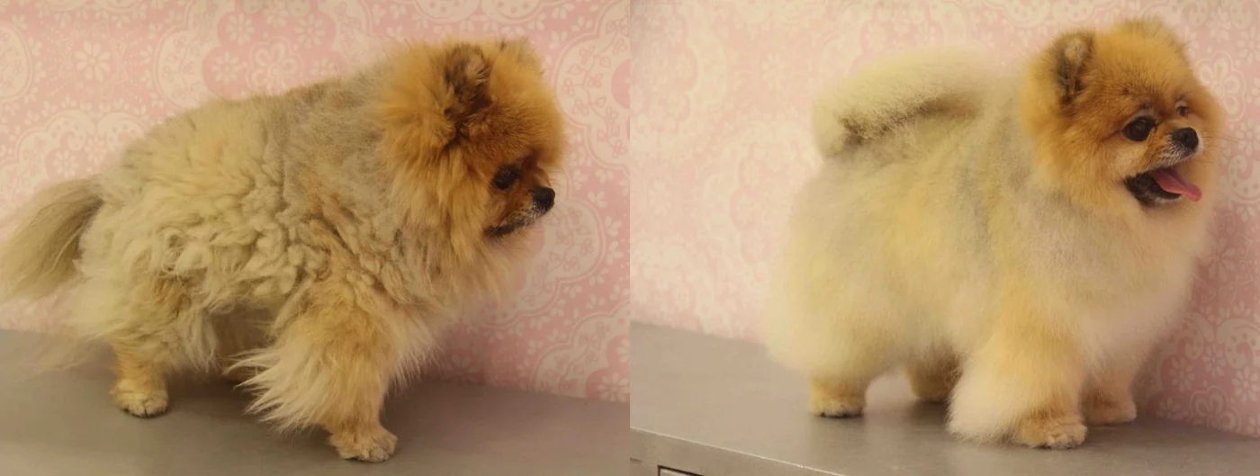 Pomeranian coat transformation — frizzy to styled