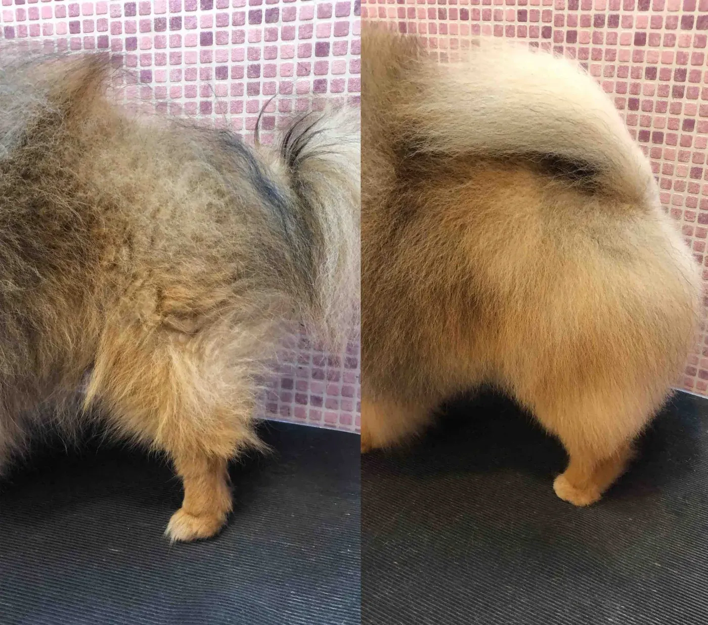 Pomeranian rear coat — before and after